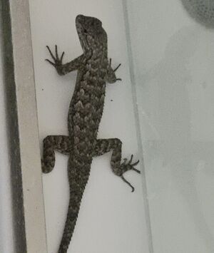 Kate Spade Remi Purse Lilac Moon New With Tags